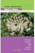 Fiori è fiure - plantes sauvages de Corse